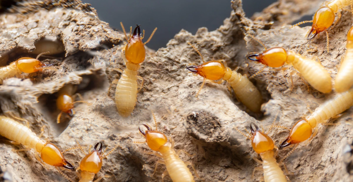 Tue Net Deratisation A Maisons Alfort Comment Fonctionne Le Traitement Contre Les Termites