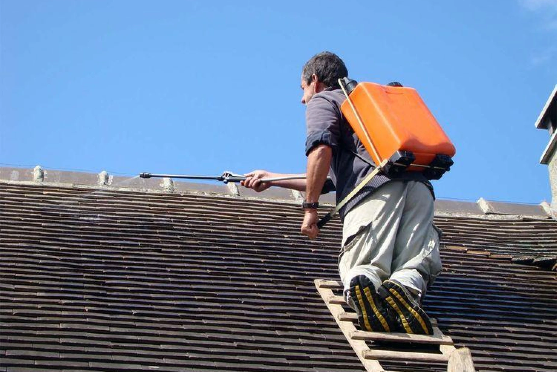 Tue Net Deratisation A Maisons Alfort Demoussage