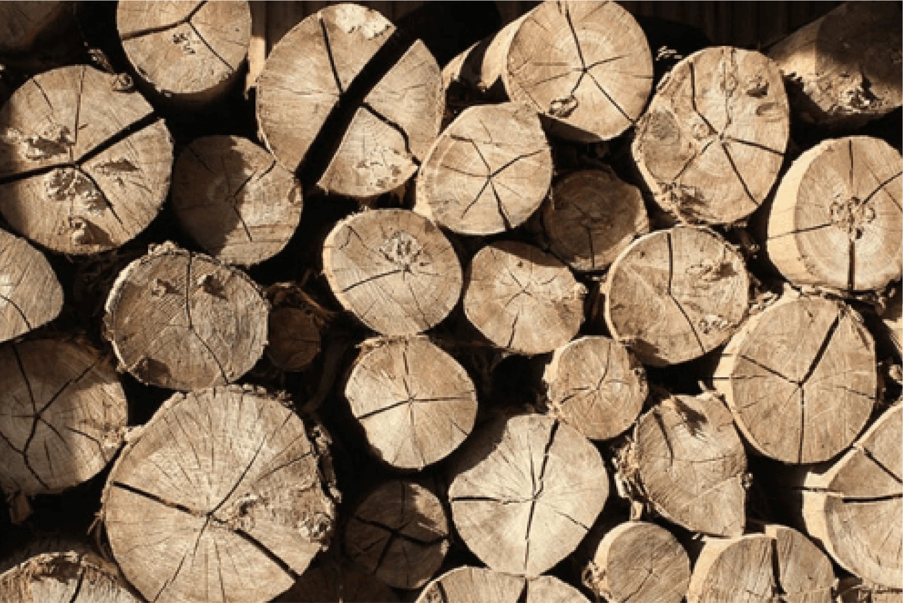 Tue Net Deratisation A Maisons Alfort Traitement De Bois